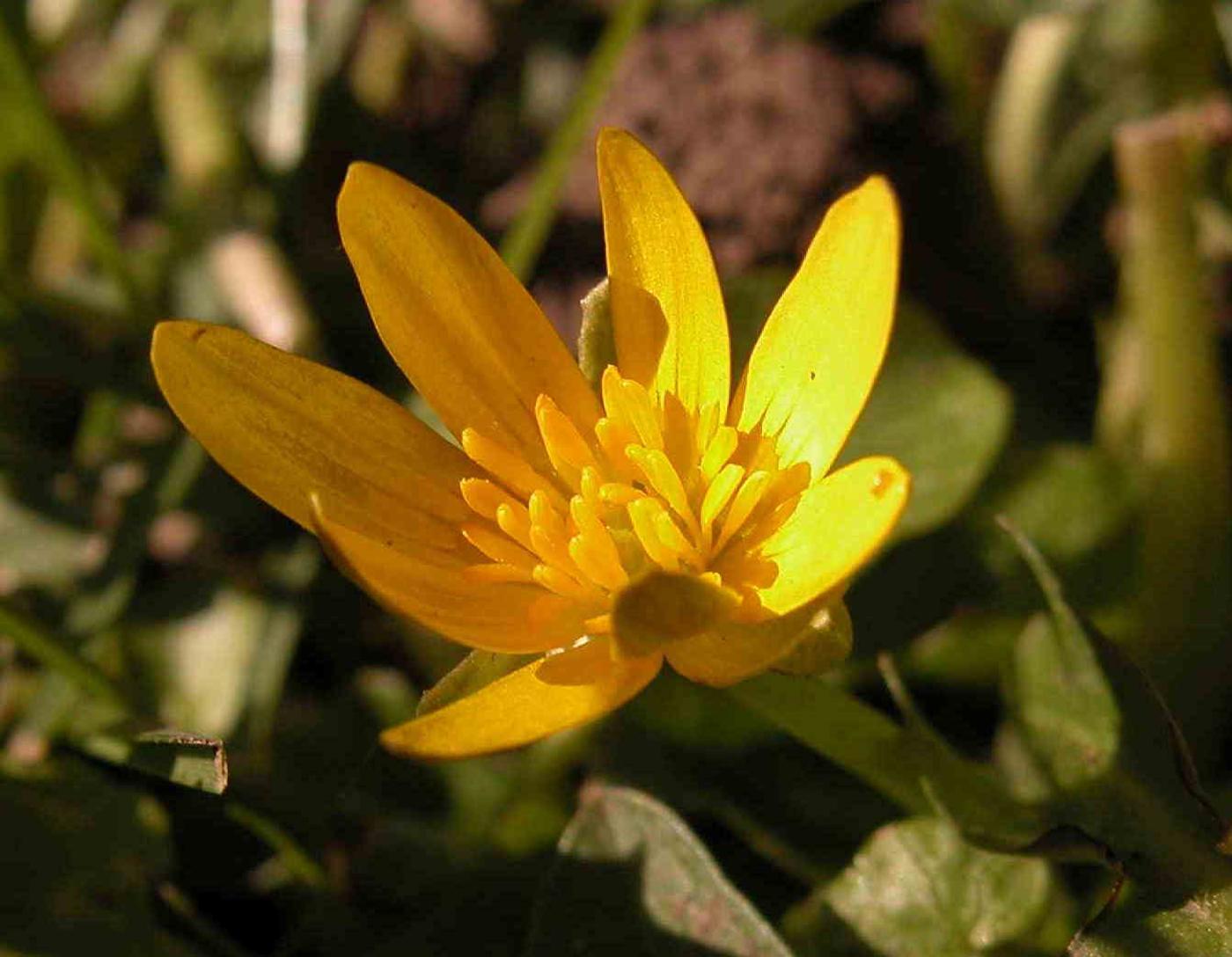 Celandine, Lesser flower